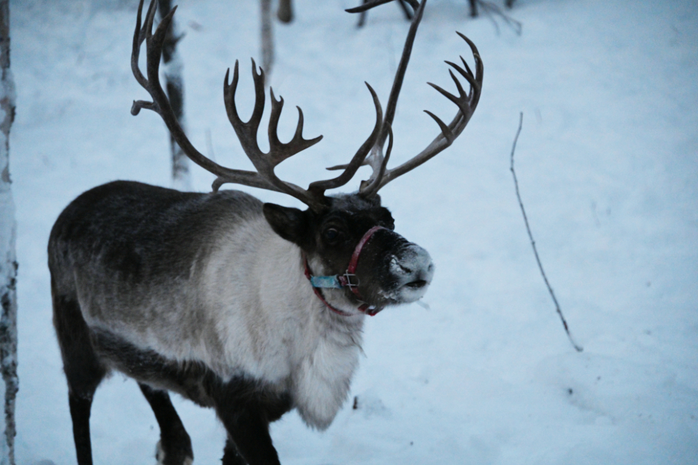 Reindeer standing in the snow near Fairbanks
