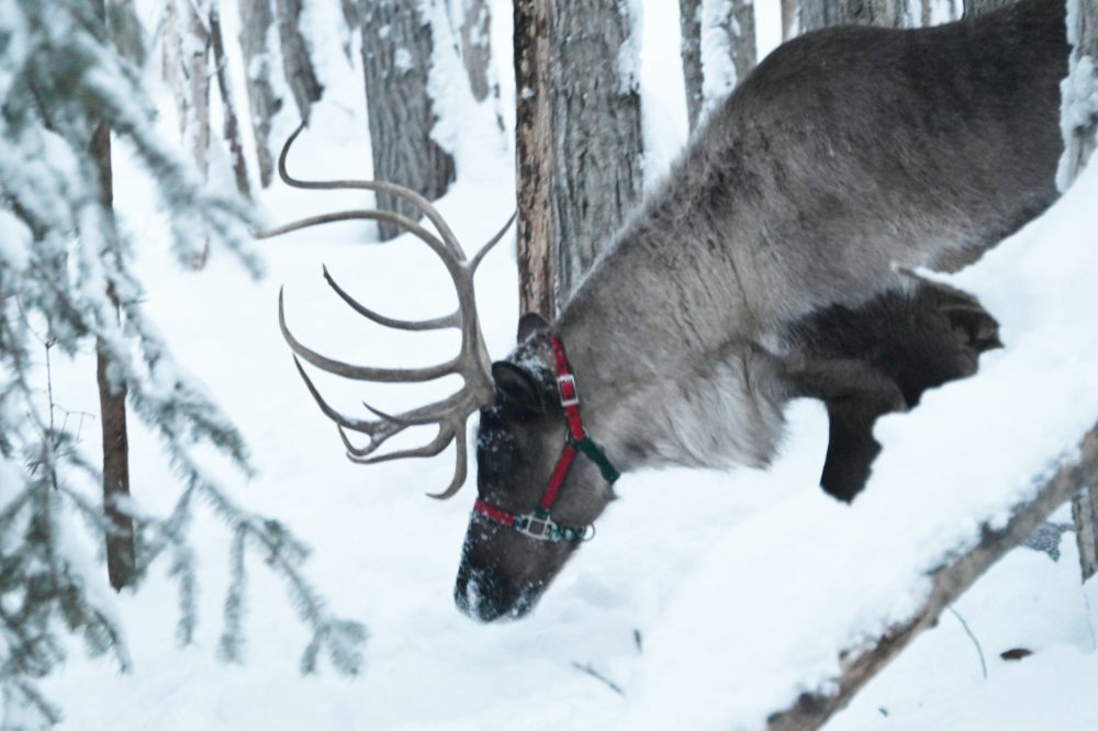 Reindeer in the snowy landscape outside Fairbanks, Alaska