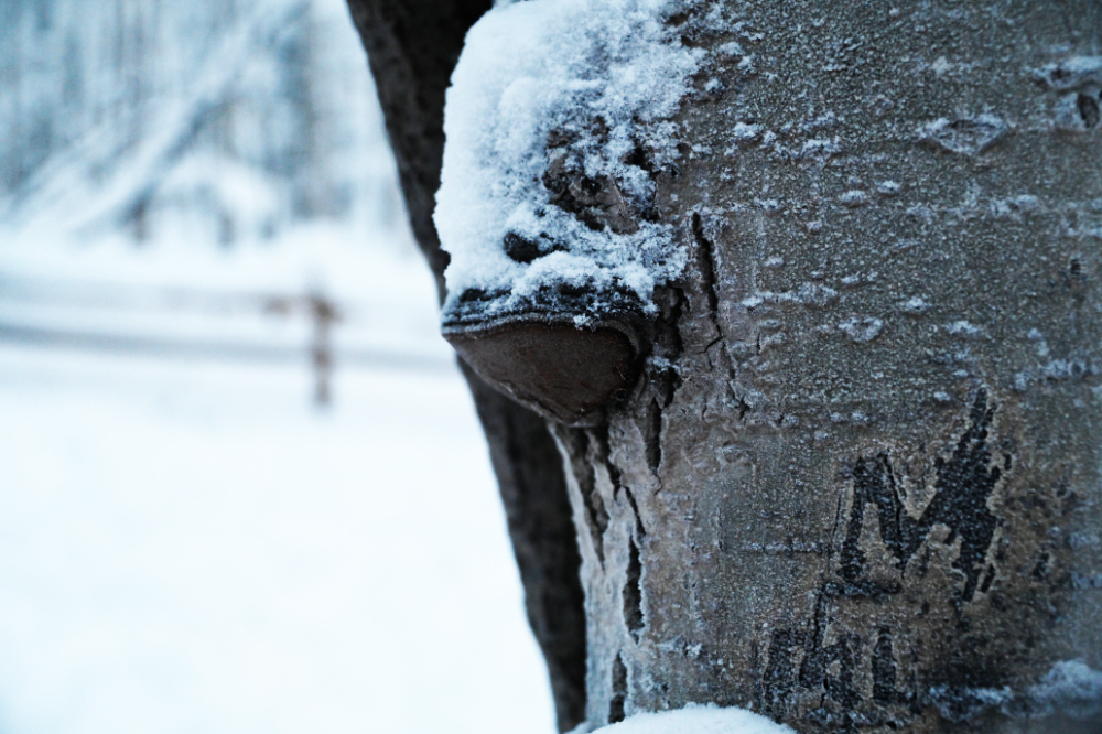 Snow-covered trees growing in the subarctic landscape near Fairbanks
