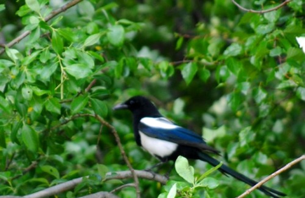 Bird in the forest near Anchorage Alaska
