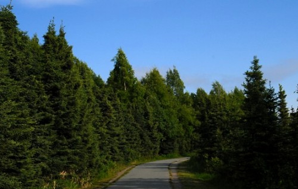 Coastal Trail in Anchorage Alaska
