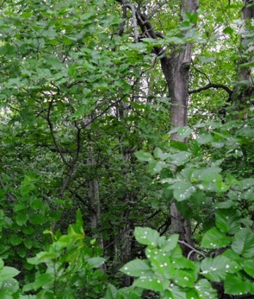 Forest near Anchorage Alaska