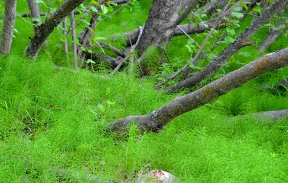Green forest in Anchorage Alaska