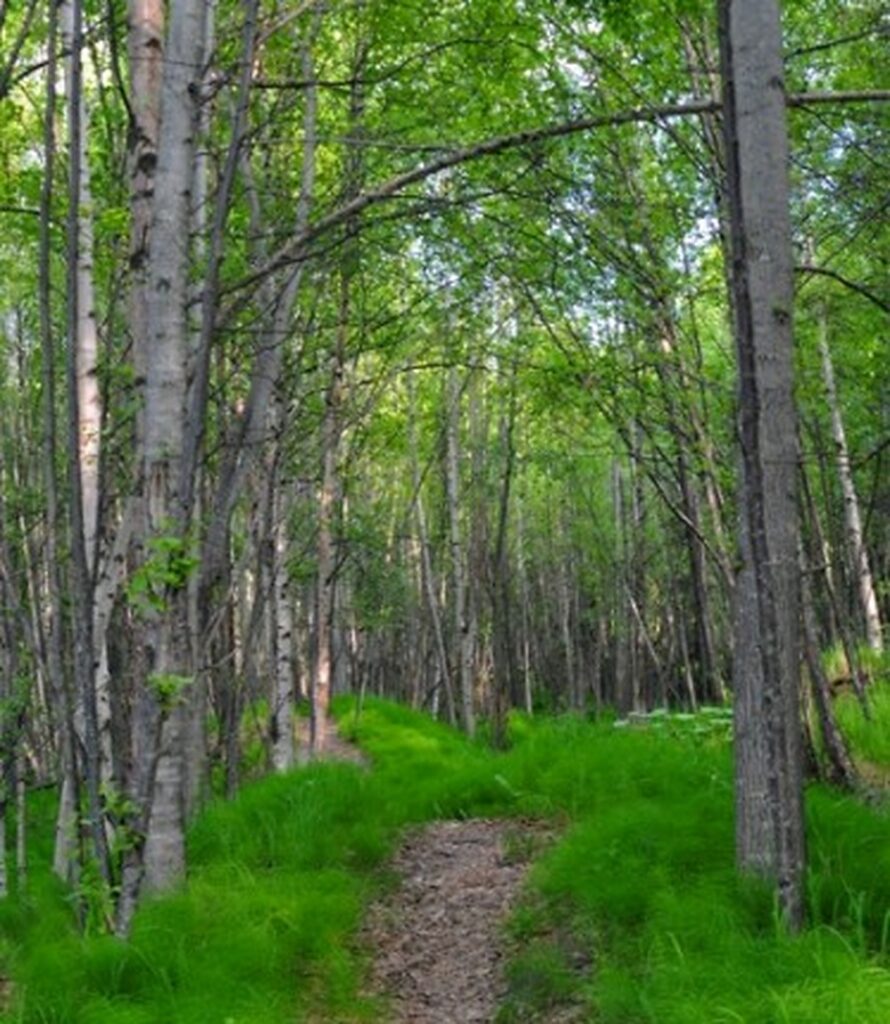 Hiking trail through the forest in Anchorage Alaska