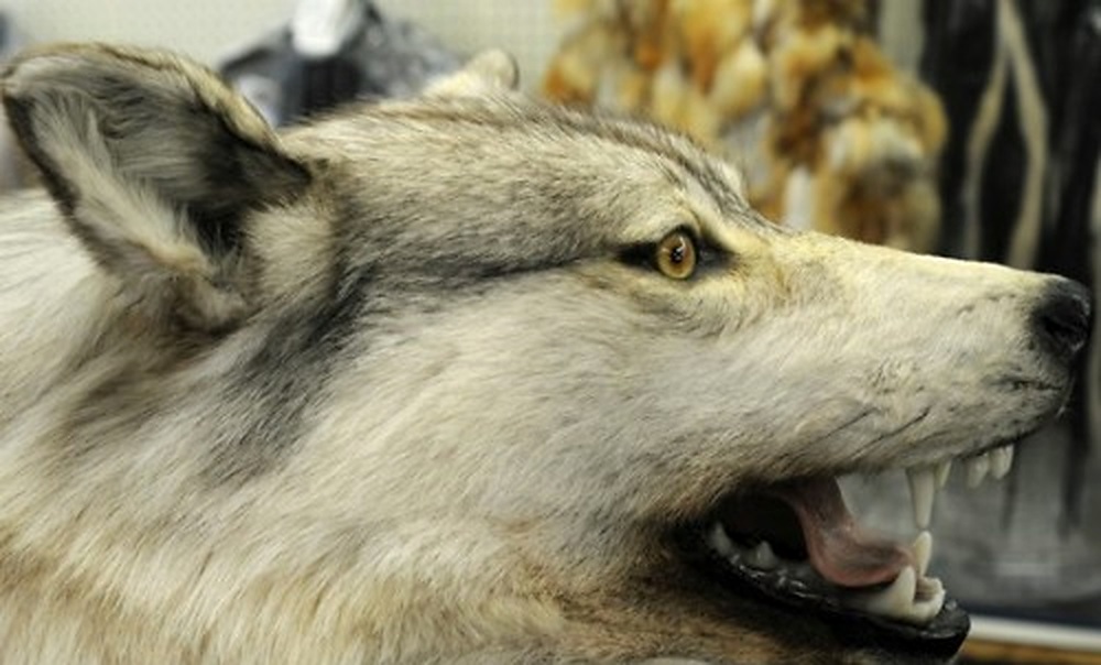 Wolf fur in an Anchorage fur store