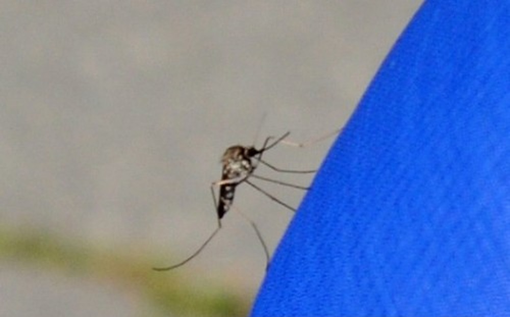 Large mosquito in Anchorage Alaska