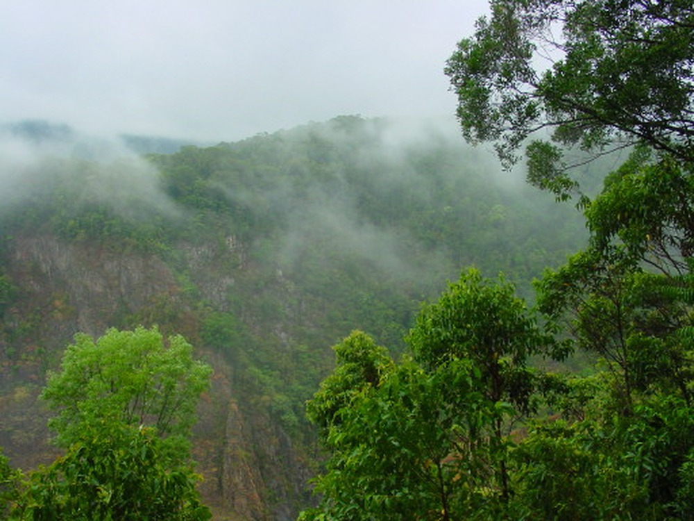 Tropical rainforest covering Barron Gorge near Cairns Australia