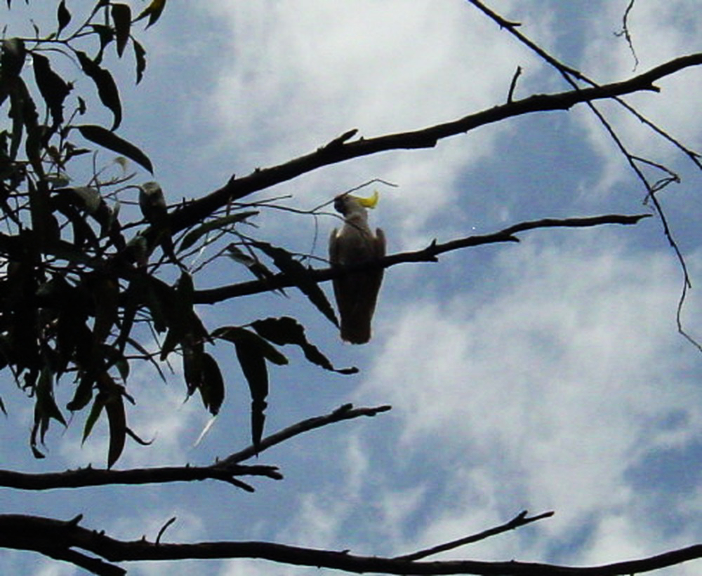 White cockatoo in the Blue Mountains of Australia