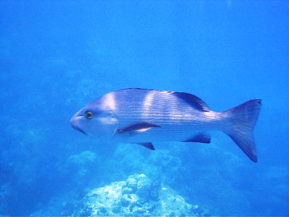 Large fish on the Great Barrier Reef
