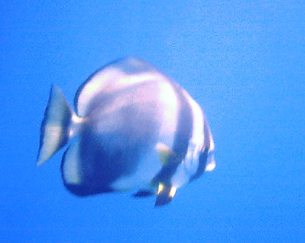 Large reef fish while diving the Great Barrier Reef