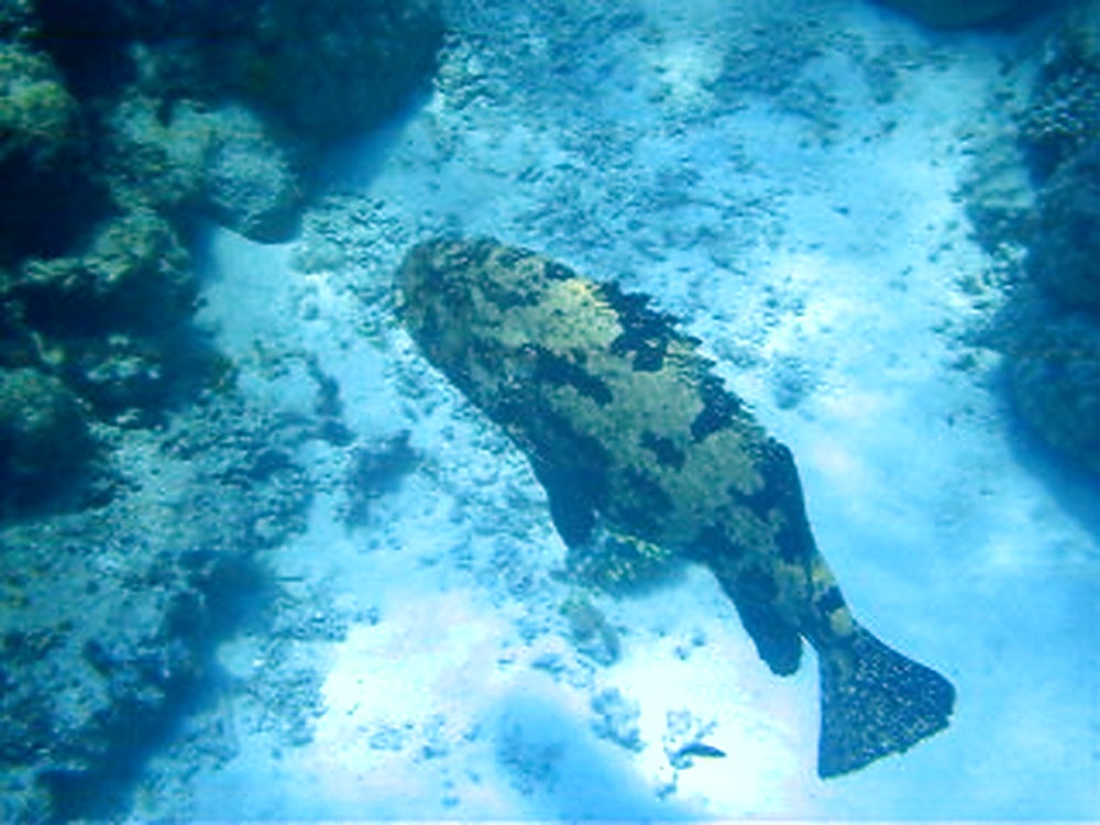 Large fish swimming on Australia's Great Barrier Reef