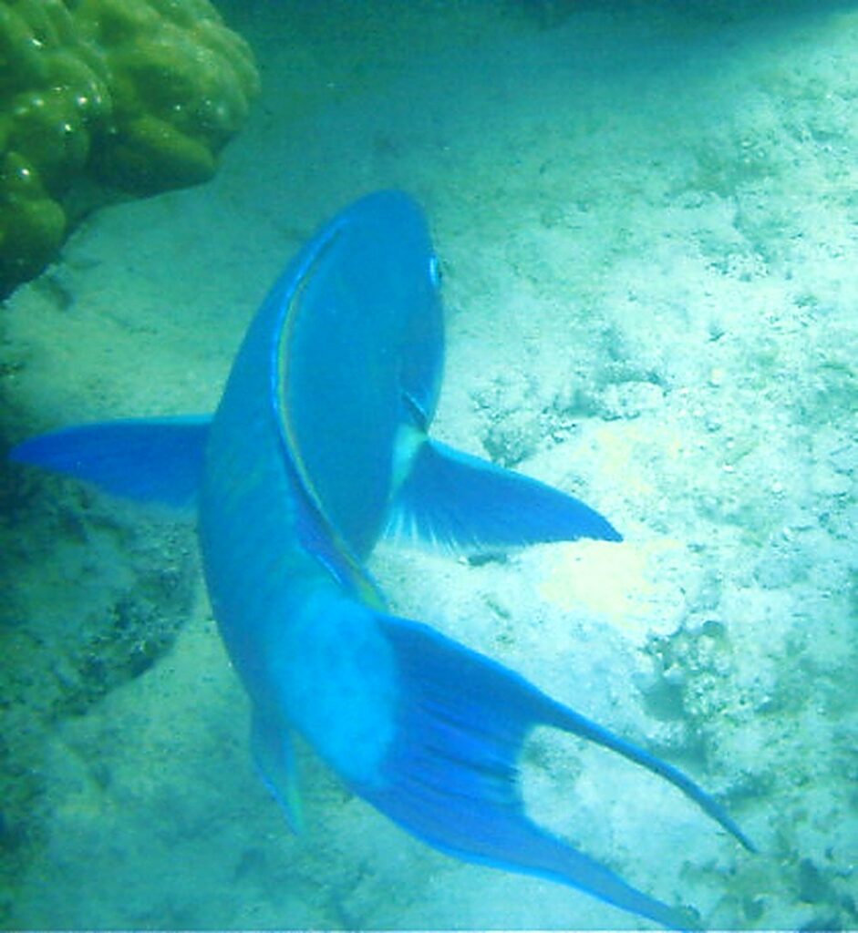 Large fish swimming close to me on the Great Barrier Reef