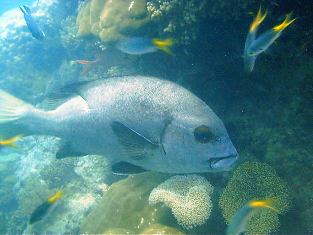 Large fish encountered while diving the Great Barrier Reef