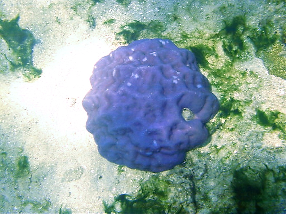Blue coral on the Great Barrier Reef