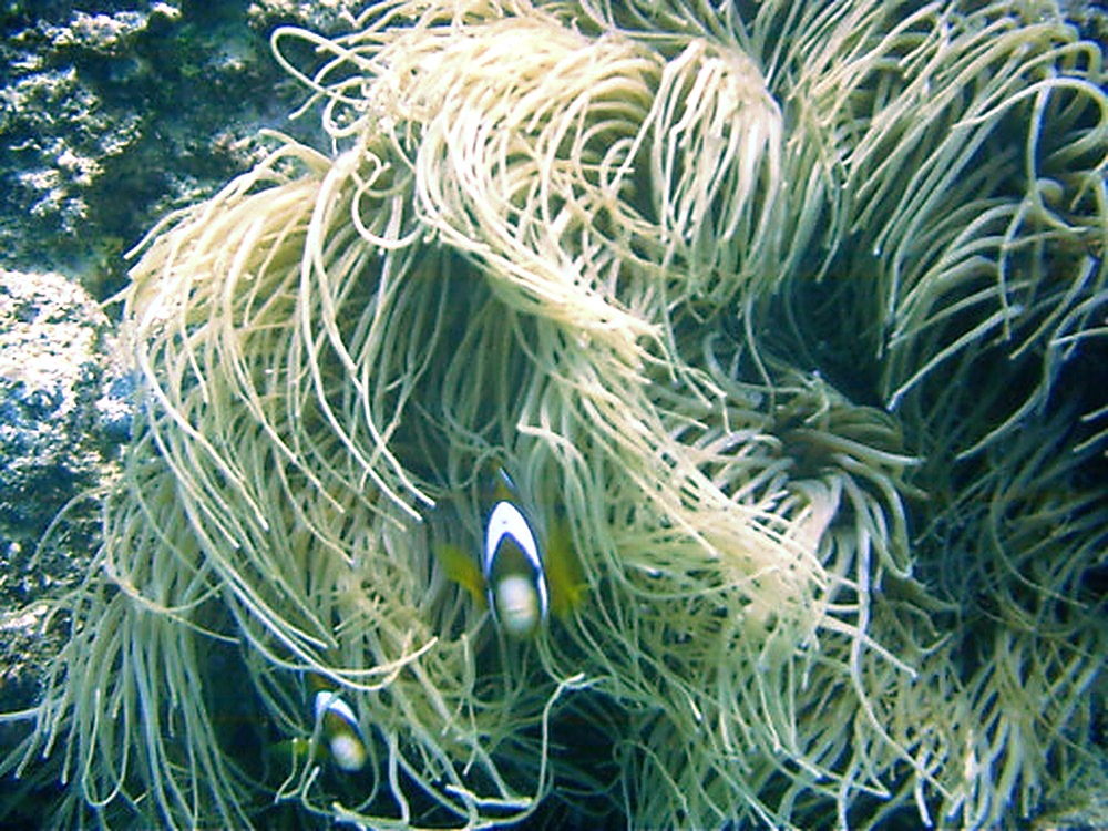 Clownfish among coral on the Great Barrier Reef
