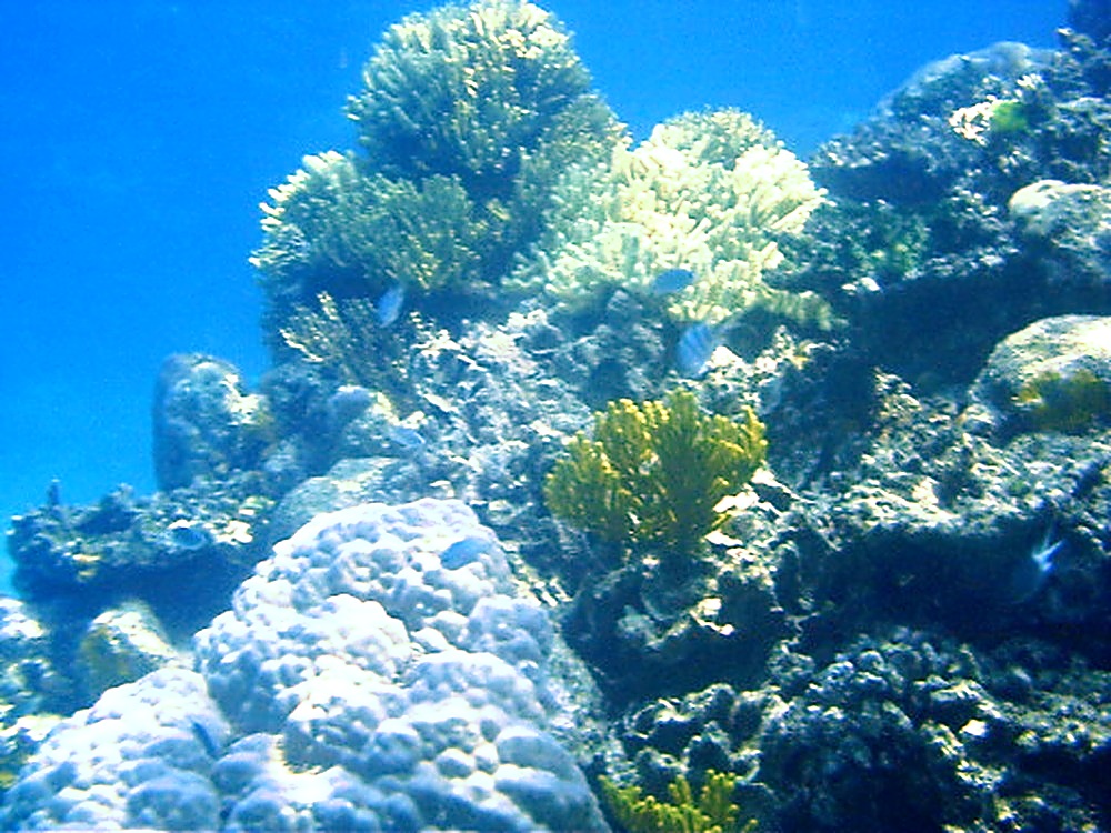 Coral formations on Australia's Great Barrier Reef