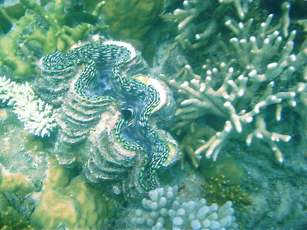 Large colorful giant clam on the Great Barrier Reef