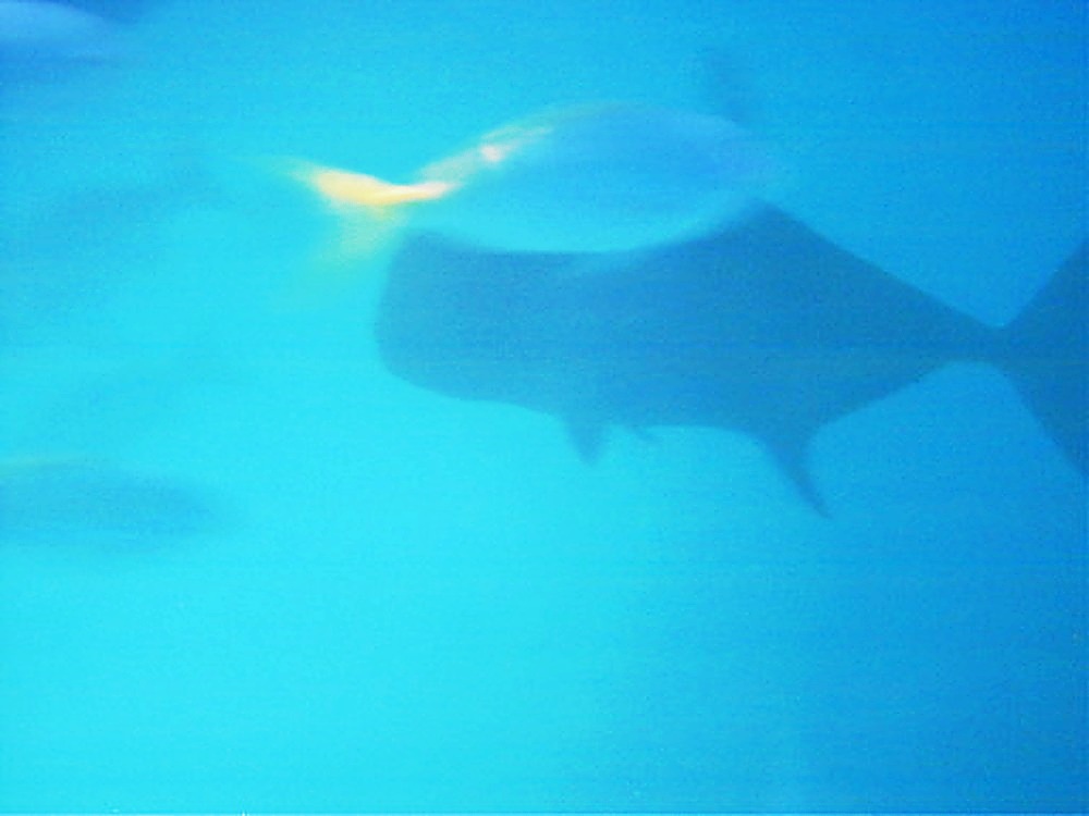 Very large fish encountered while scuba diving the Great Barrier Reef
