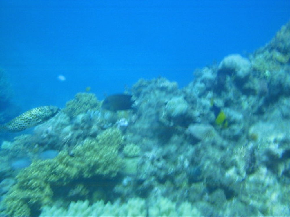 Camouflaged fish among coral on the Great Barrier Reef