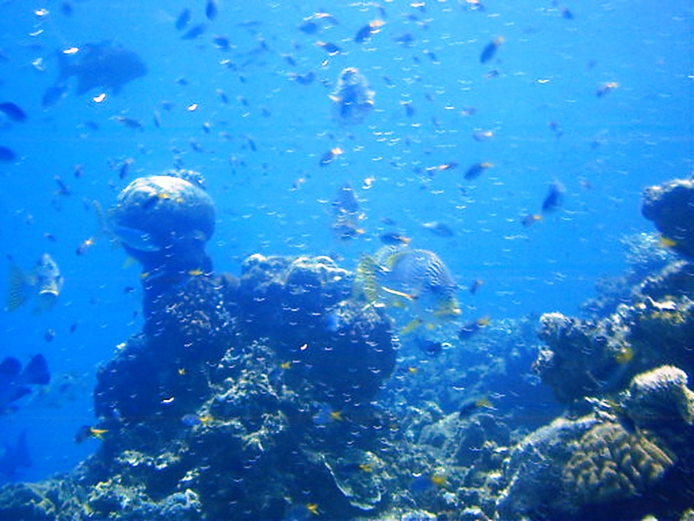 School of colorful fish on the Great Barrier Reef