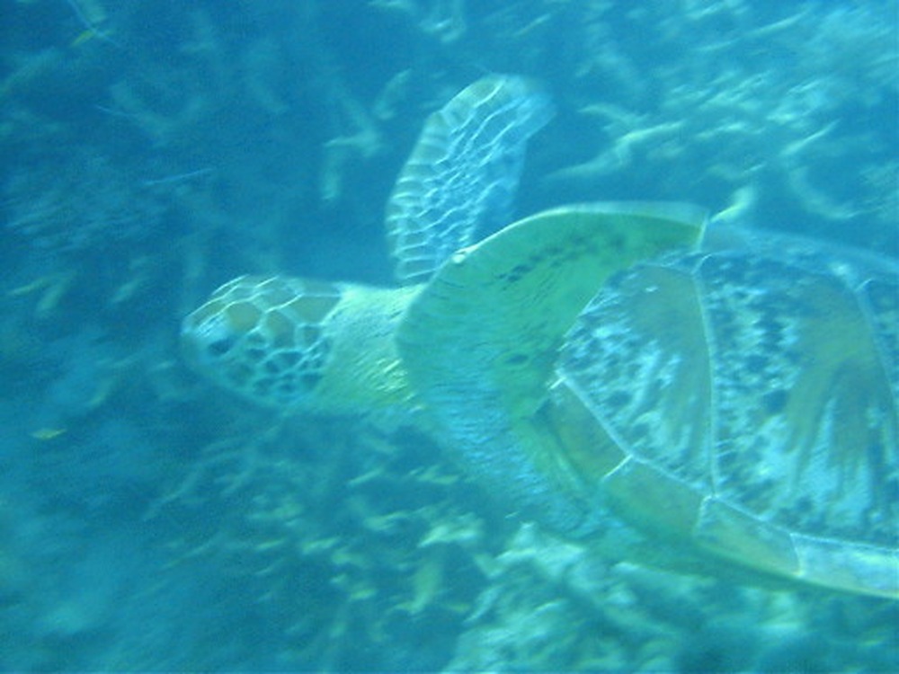 Sea turtle swimming on the Great Barrier Reef