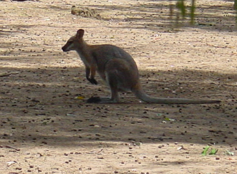 Kangaroo in Australia
