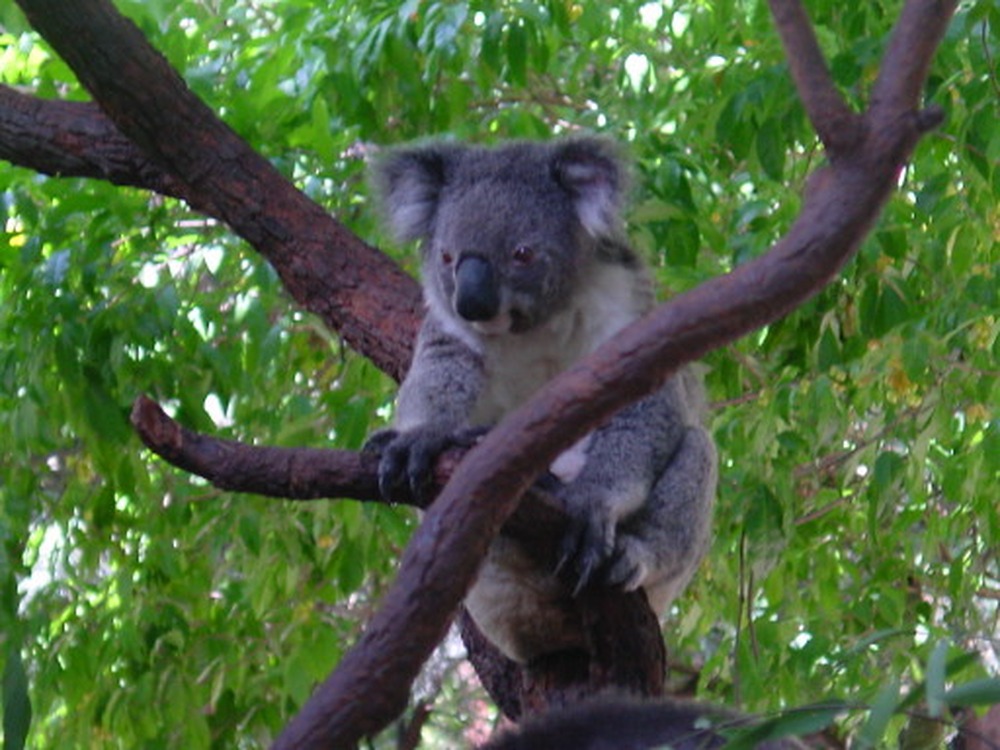 Koala climbing in Australia