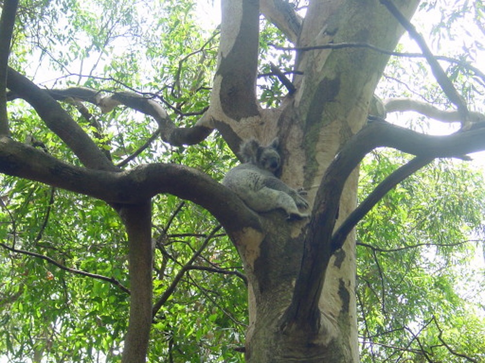 Koala sleeping in a tree in Australia