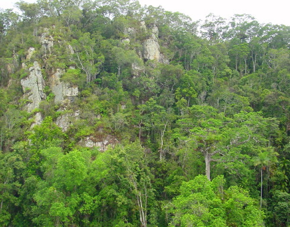Forested cliffs in Australia's Blue Mountains