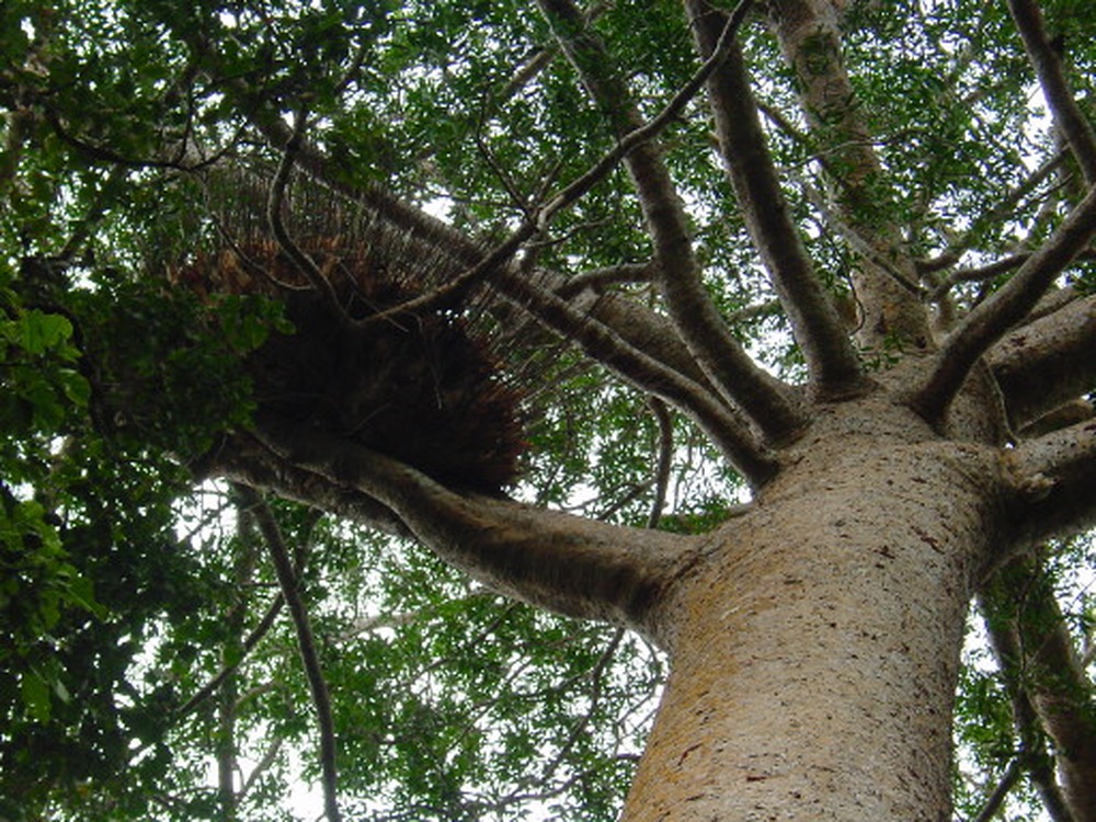 Large bird nest seen while hiking in the Blue Mountains