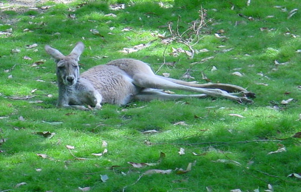 Kangaroo resting in Australia