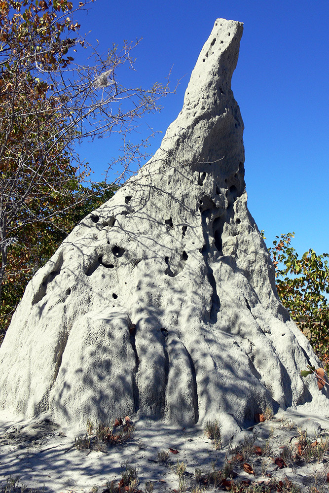 Large termite mound in Botswana