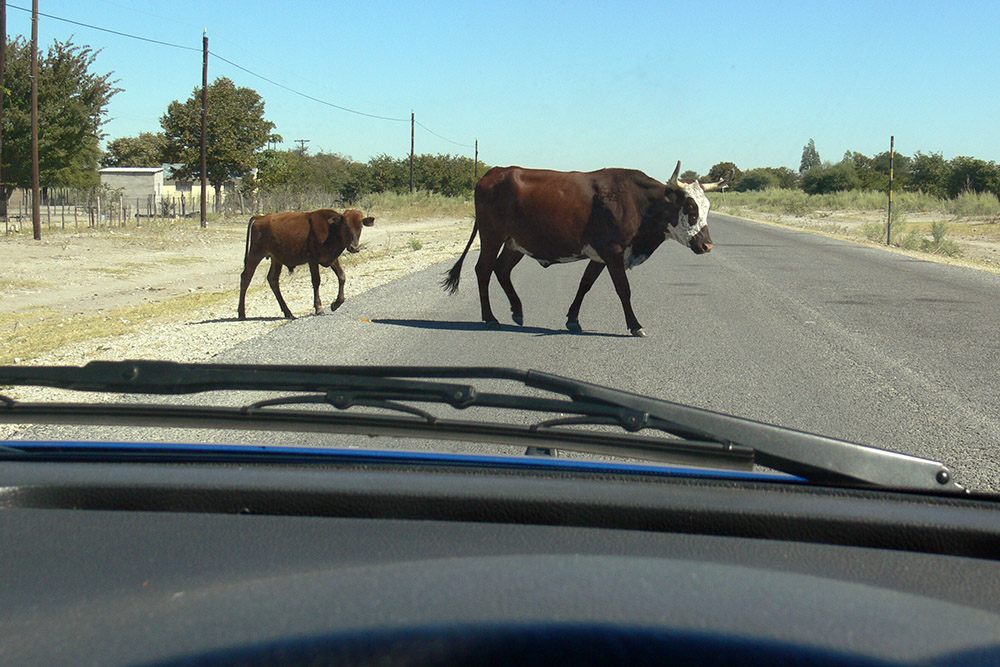 Cattle crossing a highway in Botswana
