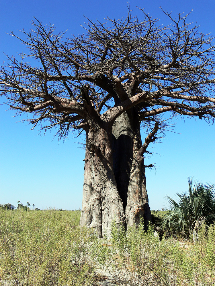Baobab tree in Botswana