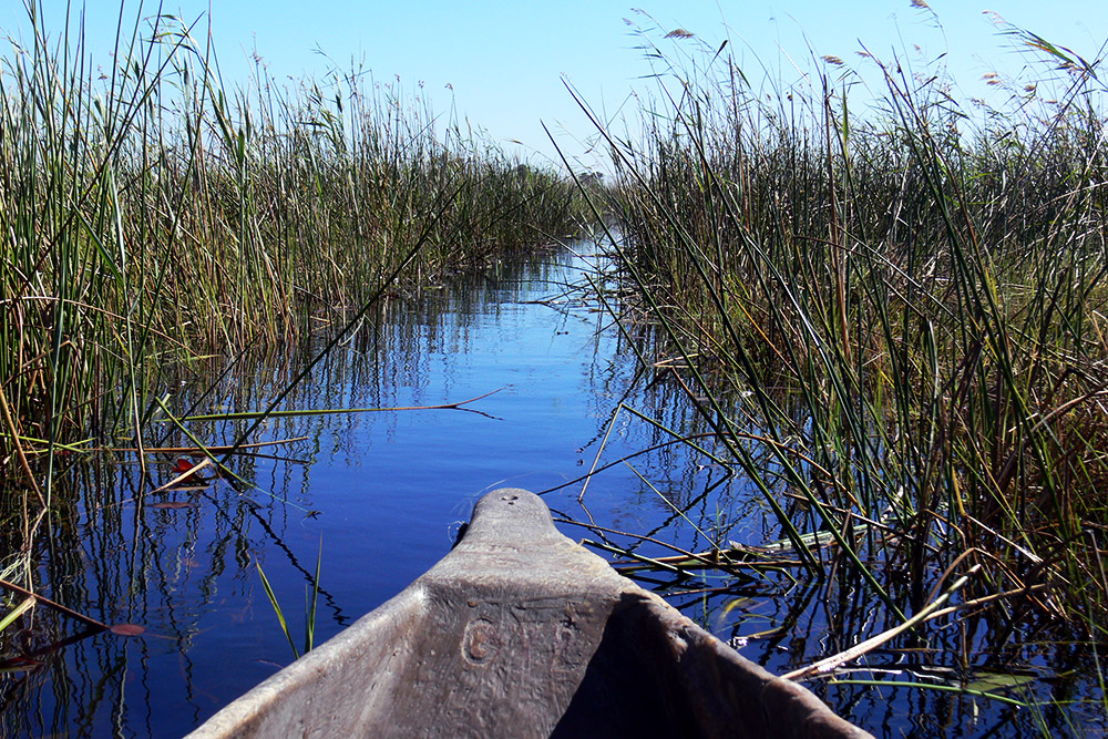 Traveling by mokoro through the Okavango Delta