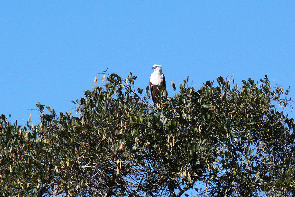 Eagle in the Okavango Delta