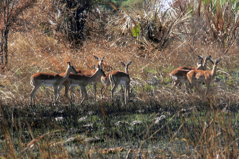 Antelope in the Okavango Delta