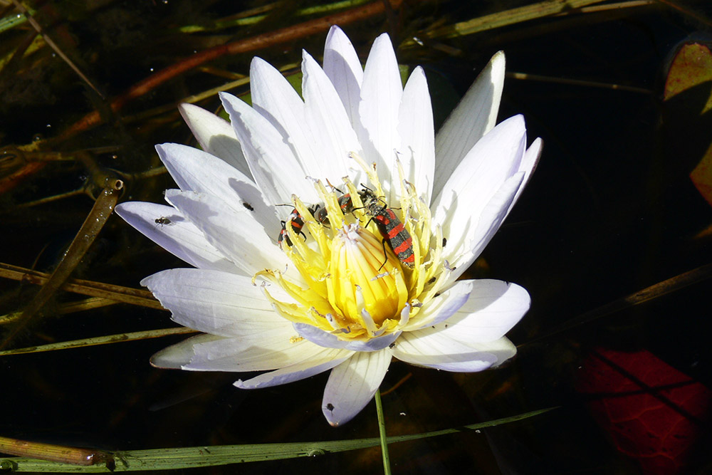 Water lily in the Okavango Delta