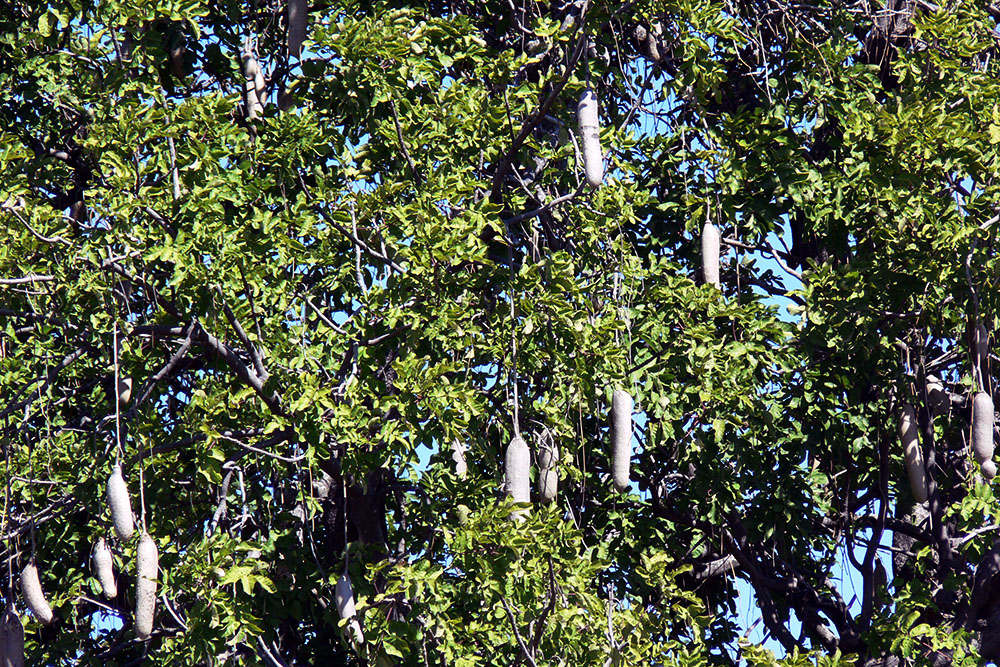 Sausage tree in the Okavango Delta