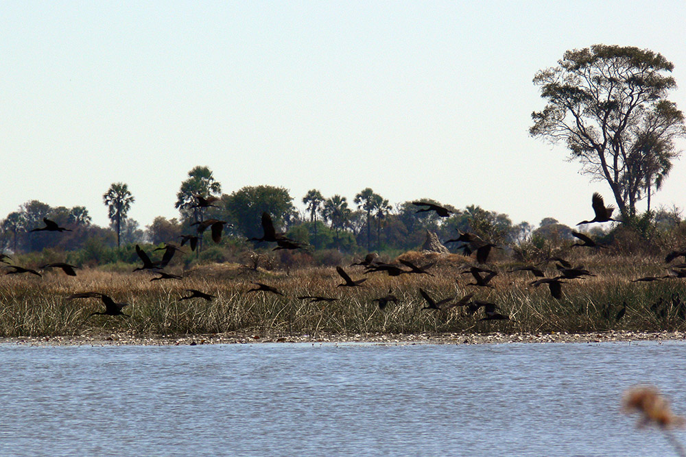 Storks flying over the Okavango Delta
