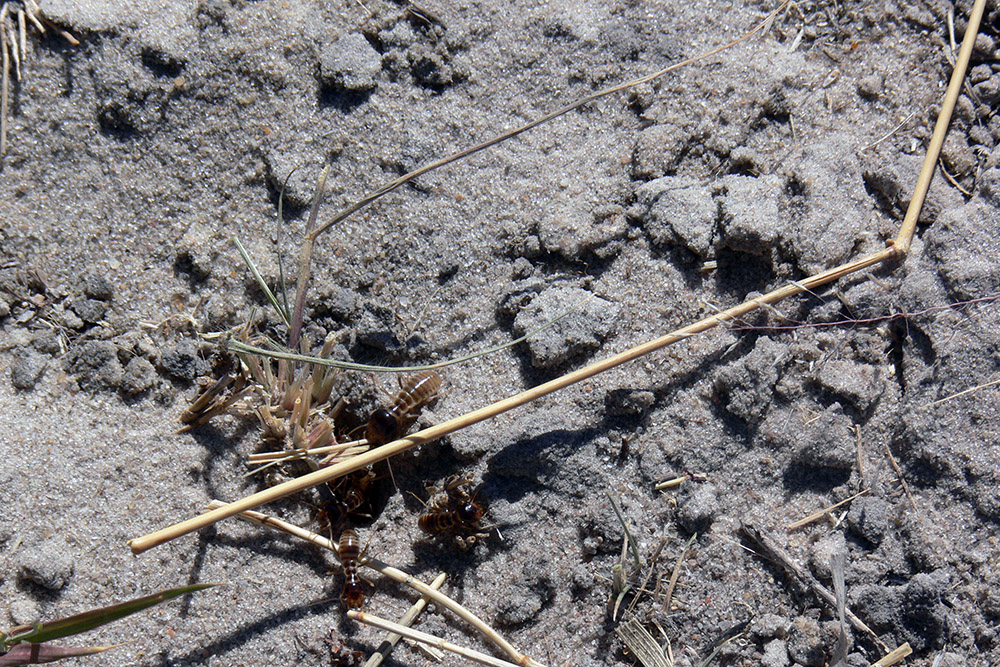 Termites in Botswana