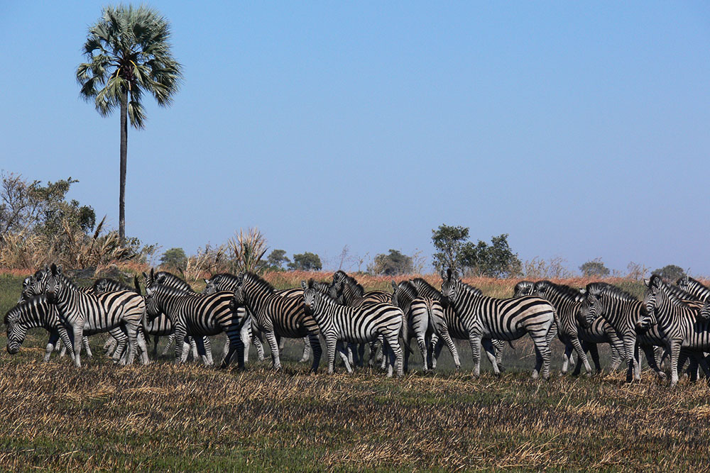 Zebras in the Okavango Delta