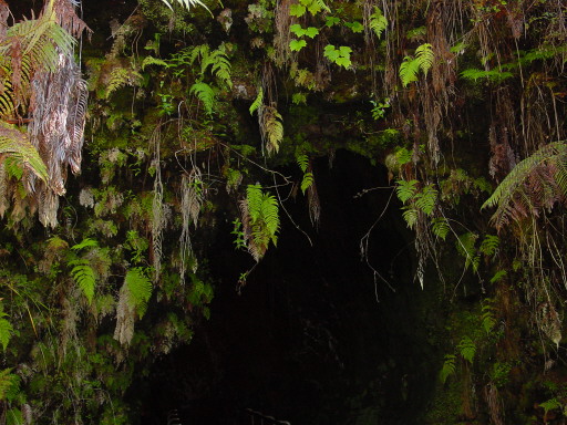 Hawaii Lava Cave Entrance