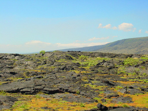 Hawaii Lava Grass