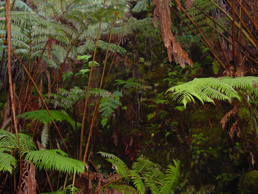 Hawaii Rainforest
