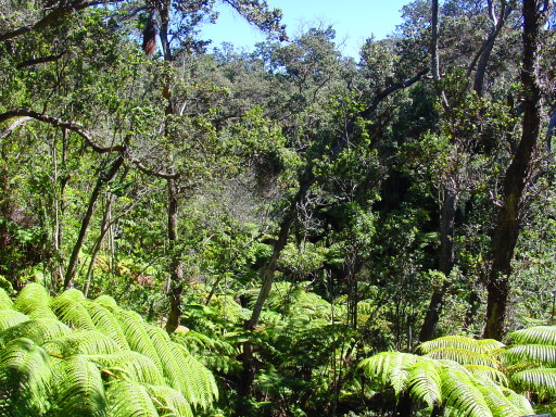 Hawaii Rainforest