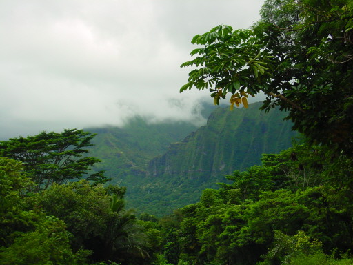 Hawaii Big Island Rainforest Valley
