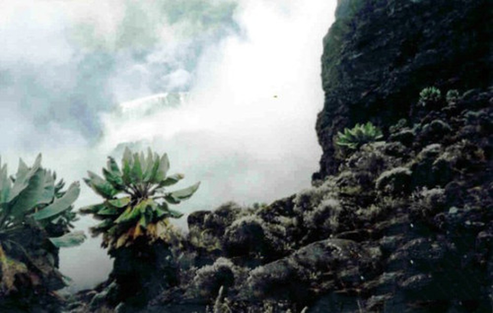 Giant senecio plants on Mount Kilimanjaro