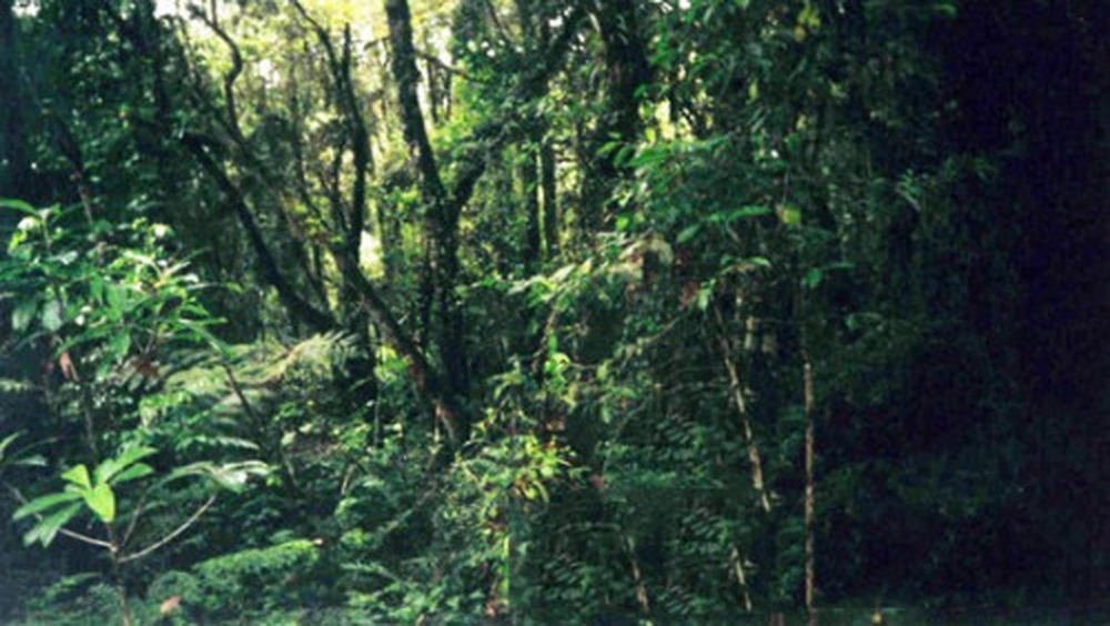 Hiking through Kilimanjaro's rainforest