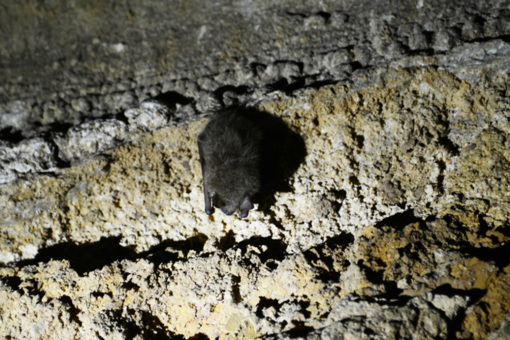 Bat inside Cathedral Caverns